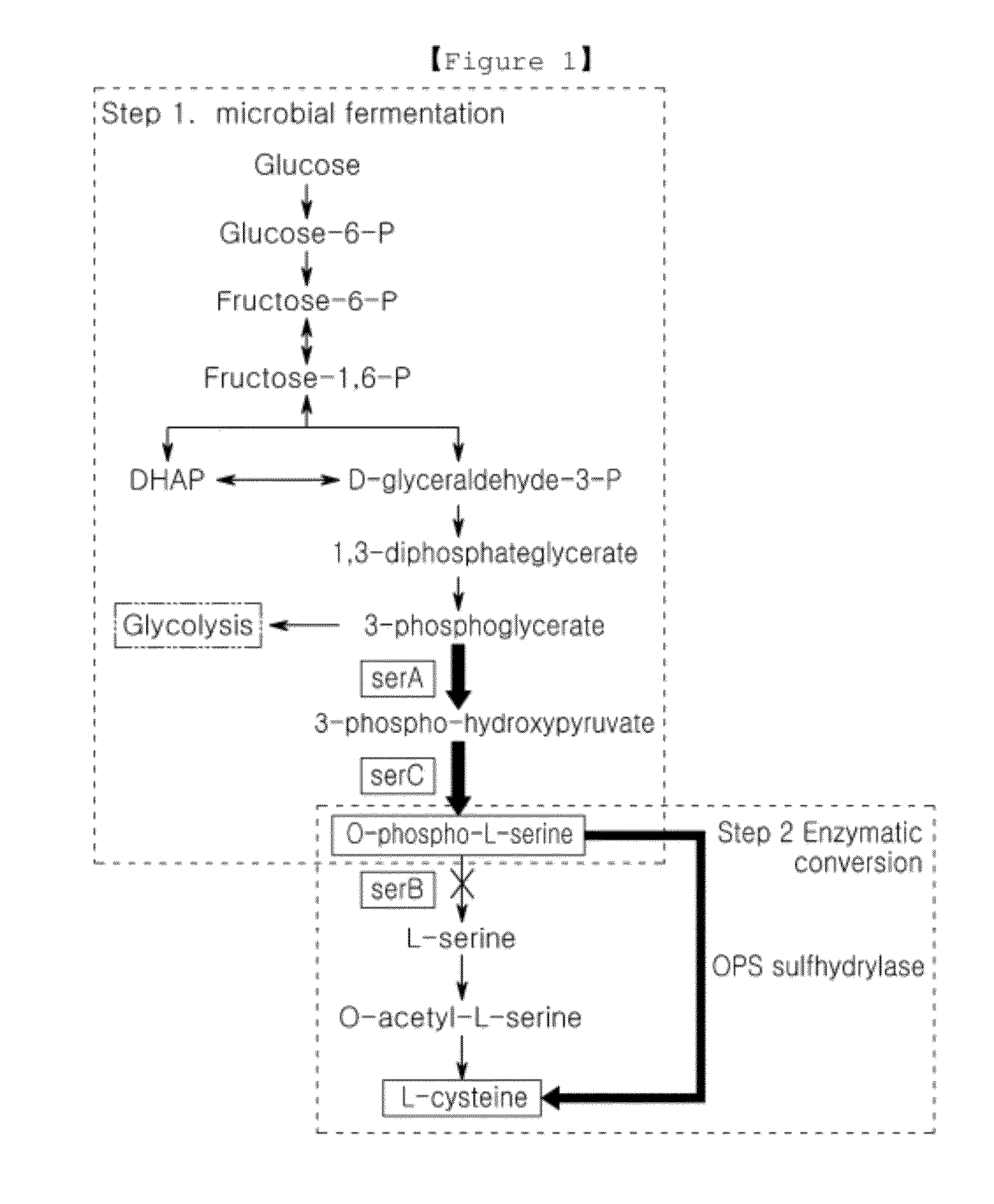 Microorganism producing o-phosphoserine and method of producing l-cysteine or derivatives thereof from o-phosphoserine using the same