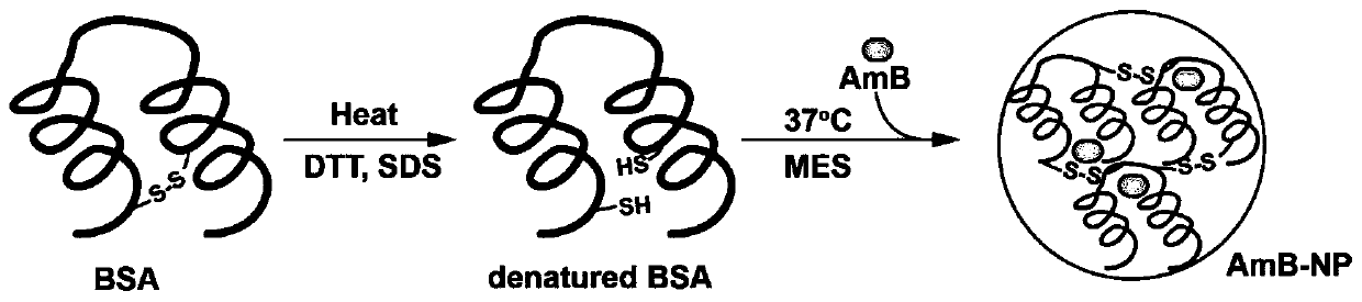 Amphotericin B albumin nanometer preparation and preparation method and application thereof