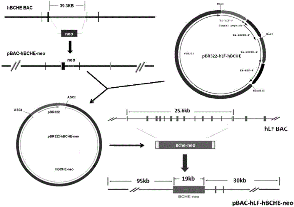 Method for utilizing human butyrylcholinesterase minigene to express recombinant human butyrylcholinesterase in mammary gland