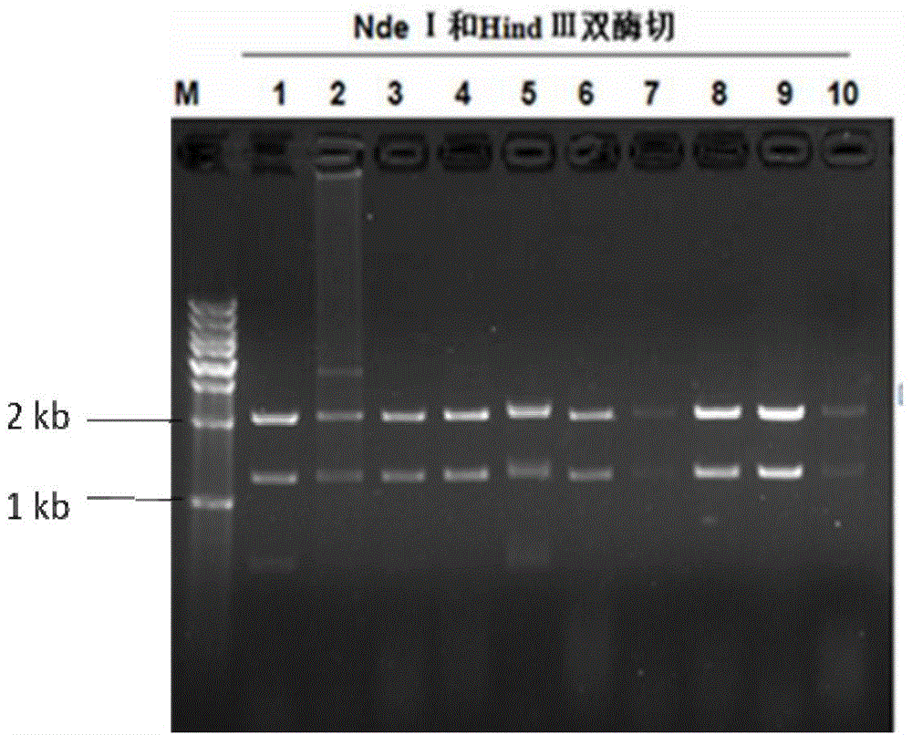 Method for utilizing human butyrylcholinesterase minigene to express recombinant human butyrylcholinesterase in mammary gland