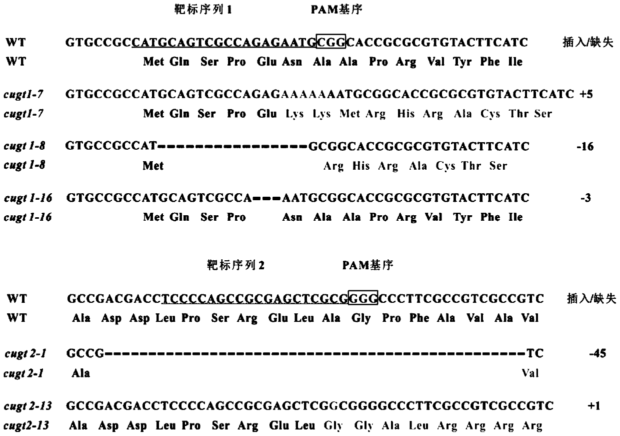 A method for preparing rice moisture-sensitive male sterile material and related genes