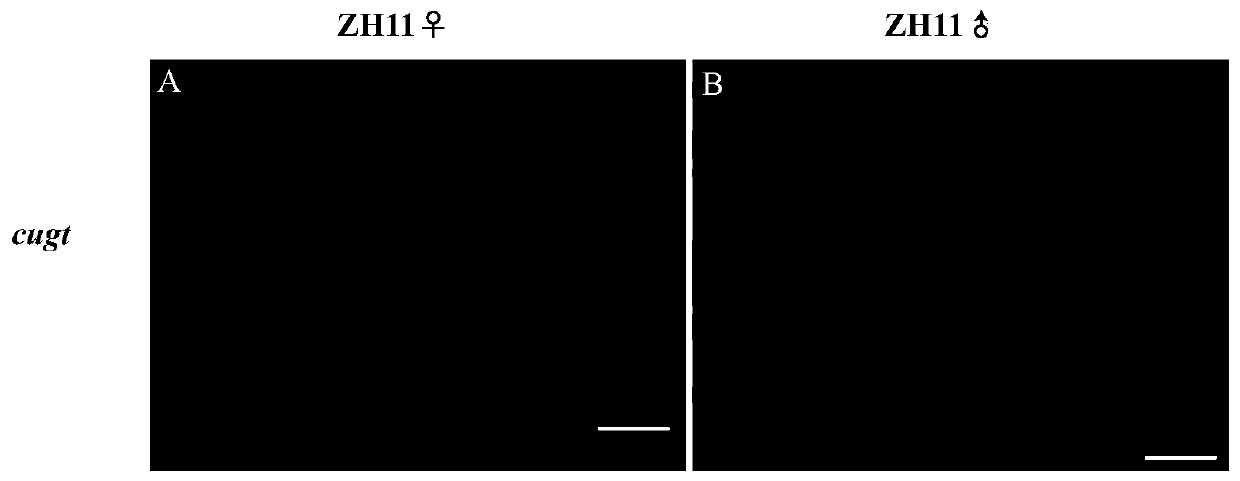 A method for preparing rice moisture-sensitive male sterile material and related genes