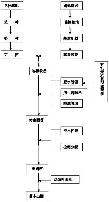 Method for cultivating semi-annual high-rosin pinus massoniana lamb seedlings in nutrient bags