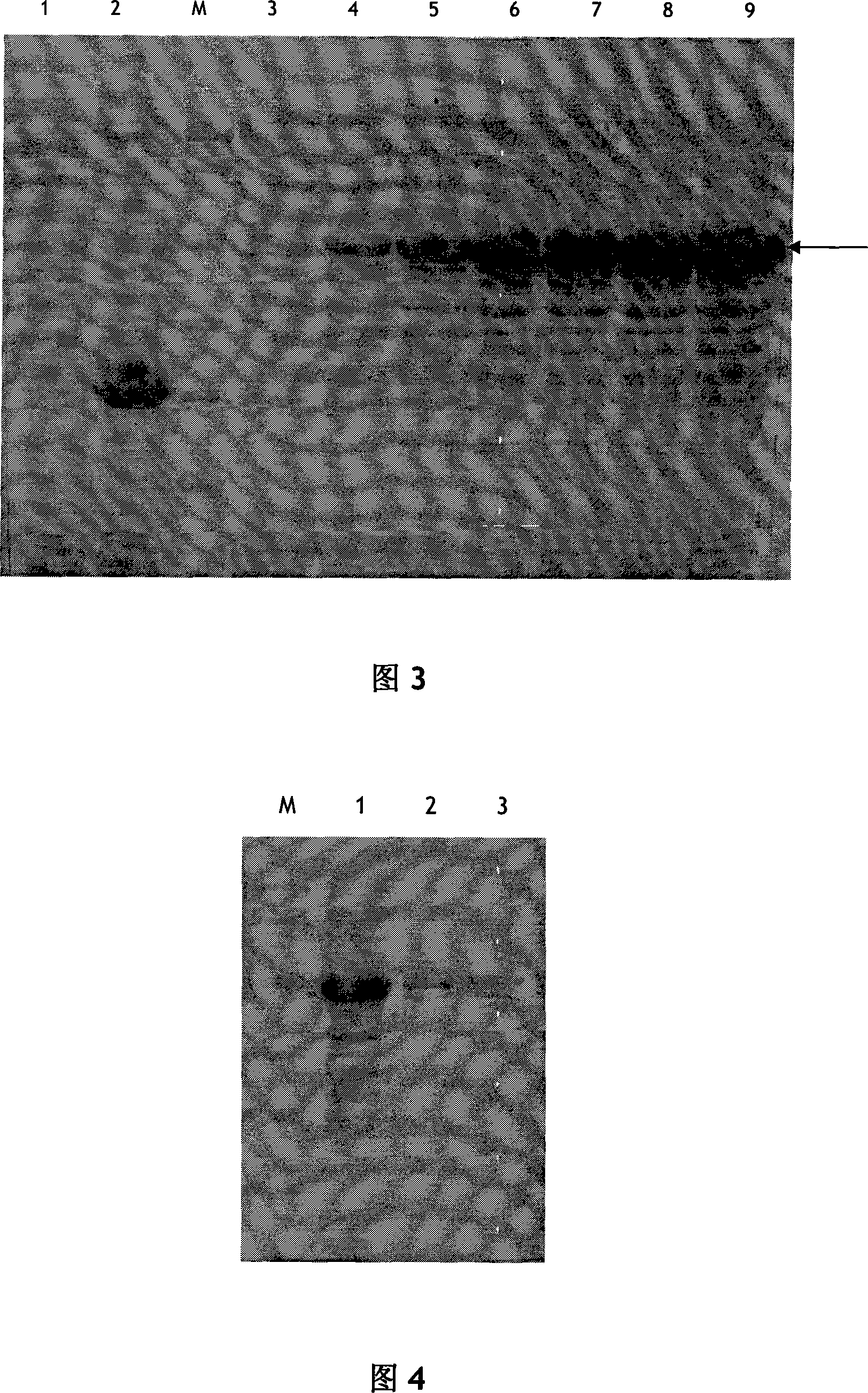 Cloning, expression and application of eimeria tenella protein disulfide isomerase gene