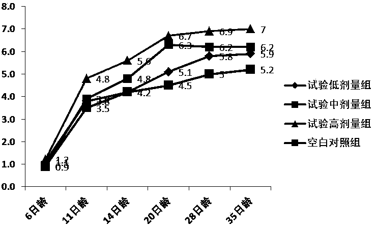 Composite traditional Chinese medicine fermented substance for improving immunity effect of chicken vaccine