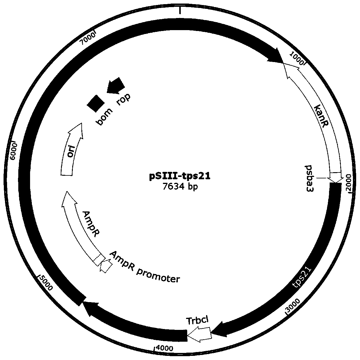 Synechococcus genetic engineering bacteria for biosynthesizing caryophyllene, and construction method and application thereof