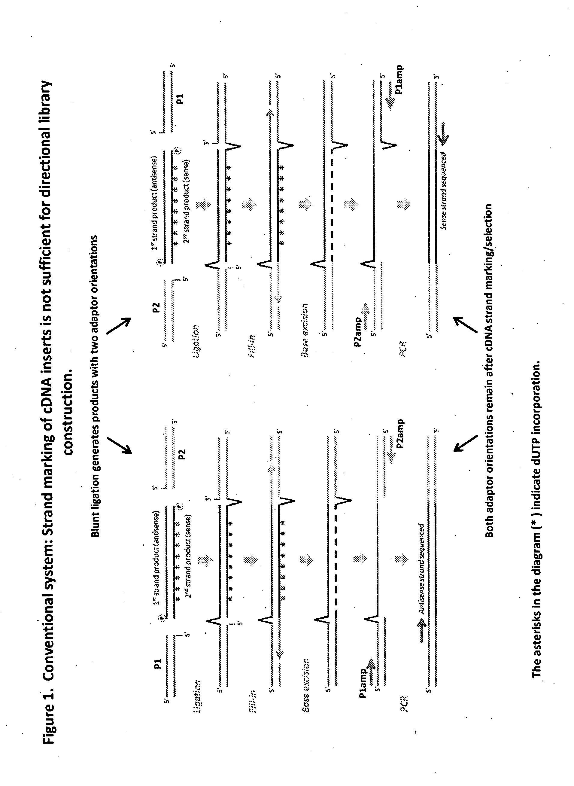 Compositions and methods for directional nucleic acid amplification and sequencing