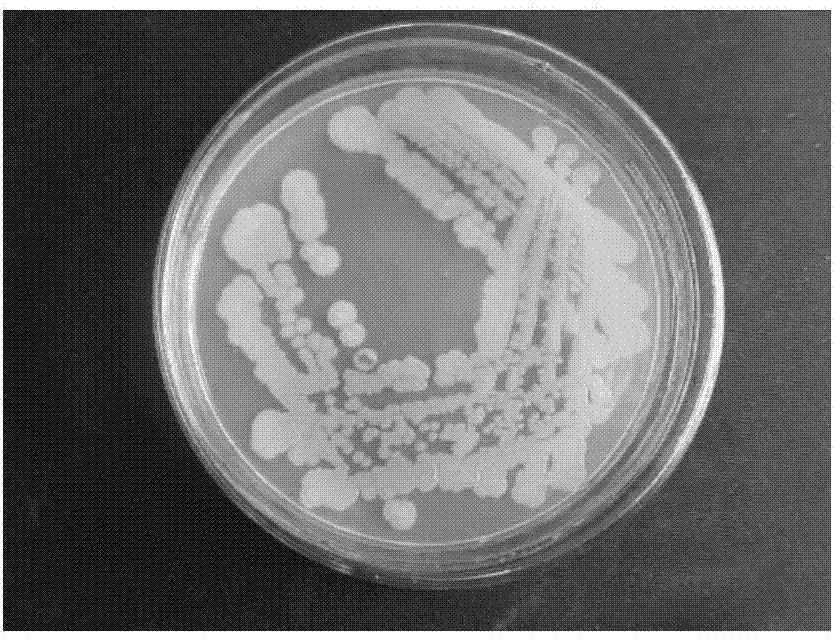 Endogenous bacillus megatherium and applications thereof in restoration of quinclorac phytotoxicity