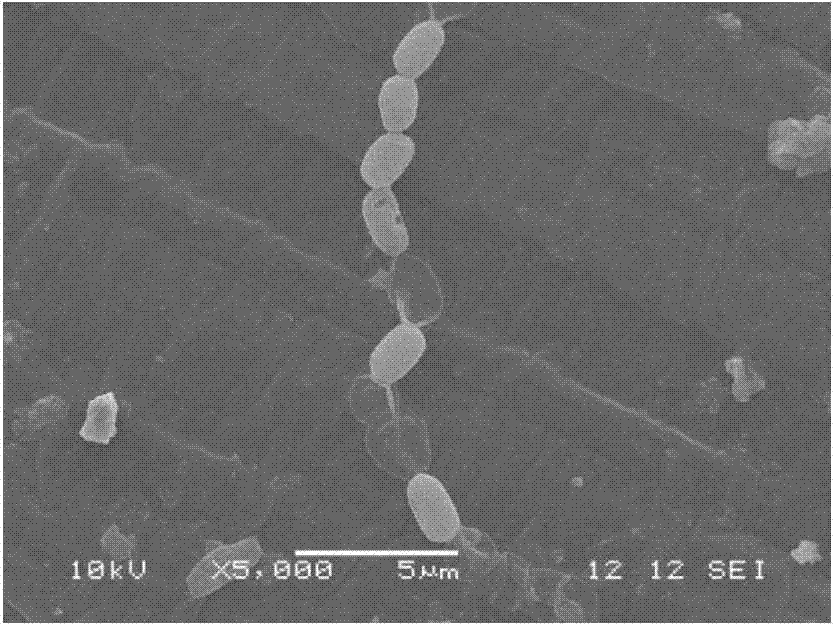 Endogenous bacillus megatherium and applications thereof in restoration of quinclorac phytotoxicity