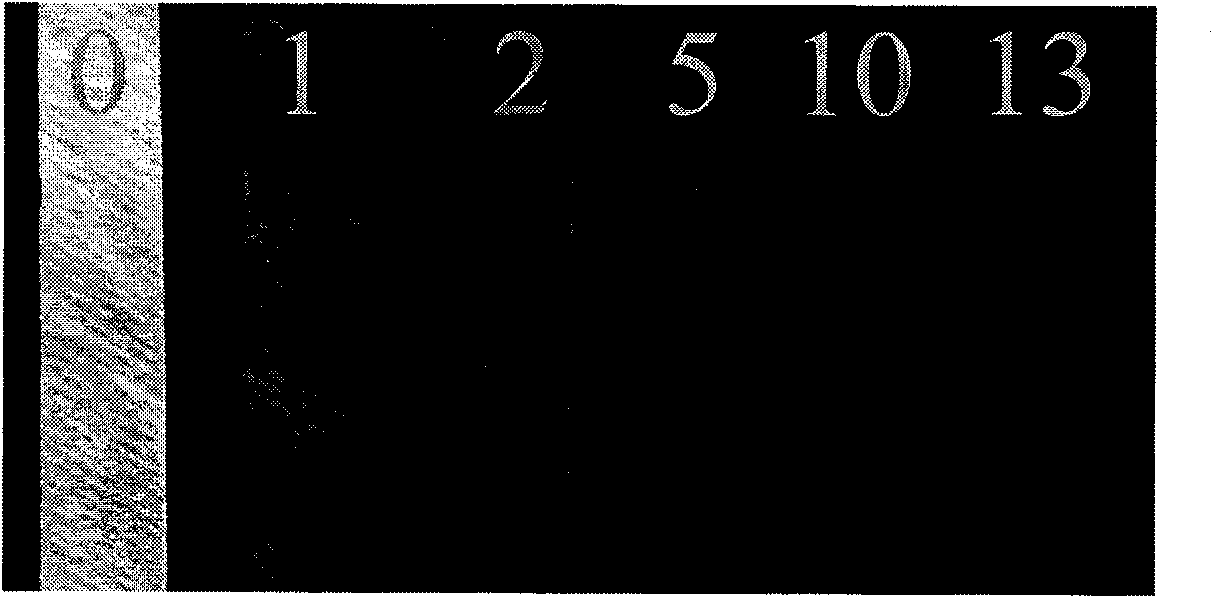 Preparation of universal toxin paper detection sensor and application thereof