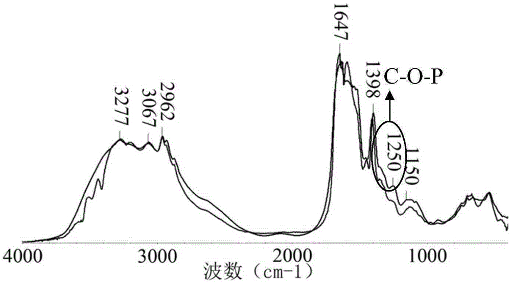 A preparation method of phosphorylated krill peptide capable of preventing and treating osteoporosis