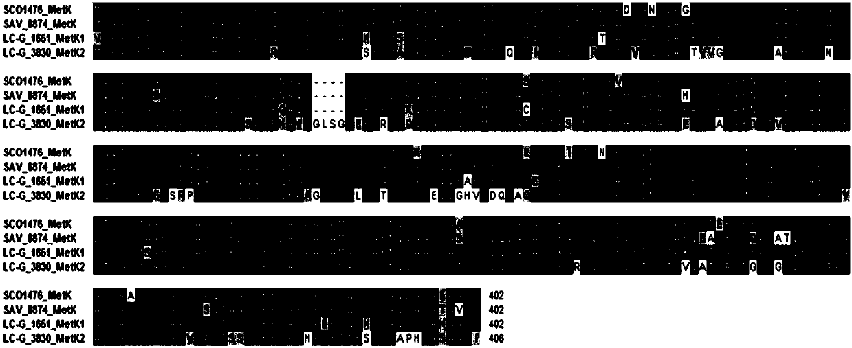 Method for increasing yield of lincomycin by co-expressing metK1 and metK2 genes in streptomyces lincolnensis