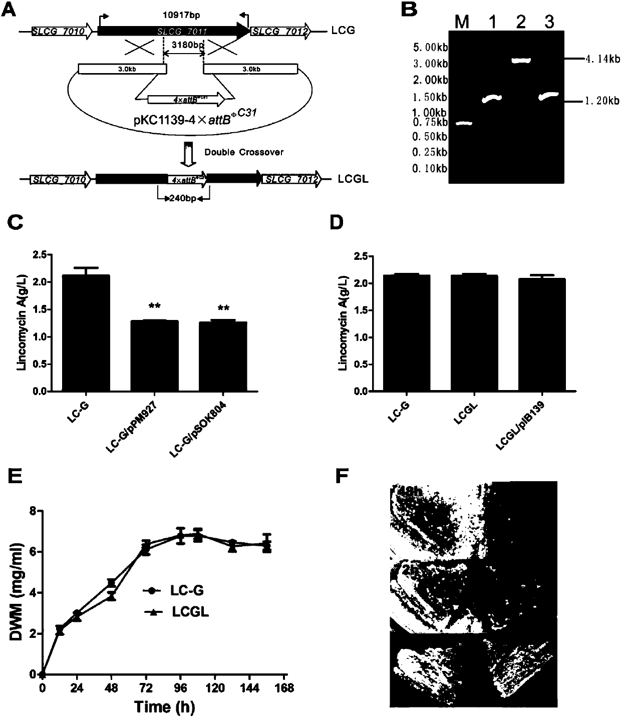 Method for increasing yield of lincomycin by co-expressing metK1 and metK2 genes in streptomyces lincolnensis