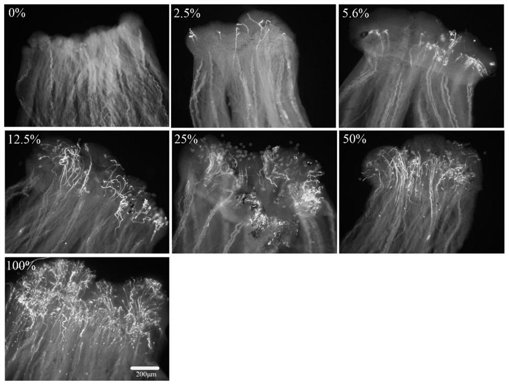 A method for constructing tomato pollen viability gradient