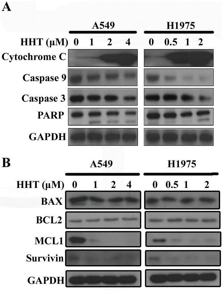 Application of natural compound Homoharringtonine in preparation of tumor treatment medicine