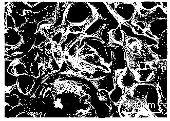 Chitosan sponge surgical dressing and preparation method thereof