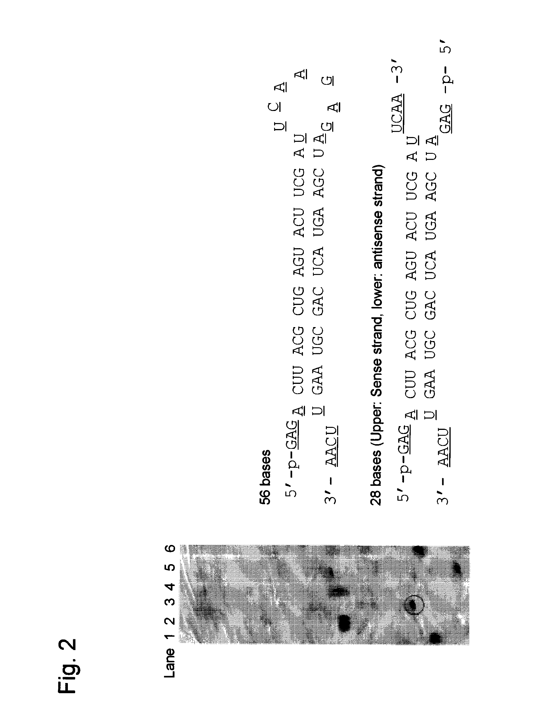 Single-chain circular RNA and method of producing the same