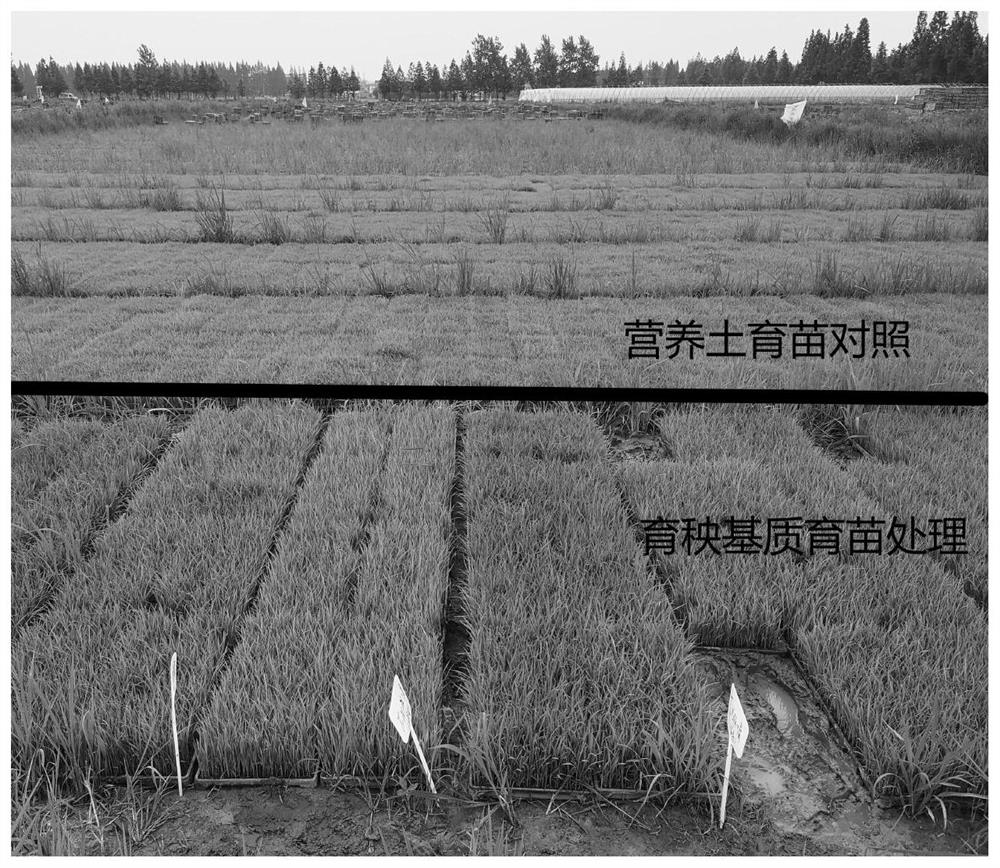 Growth-promoting stress-resistant rice seedling raising basic substrate, seedling raising substrate, preparation method of seedling raising substrate and seedling raising method