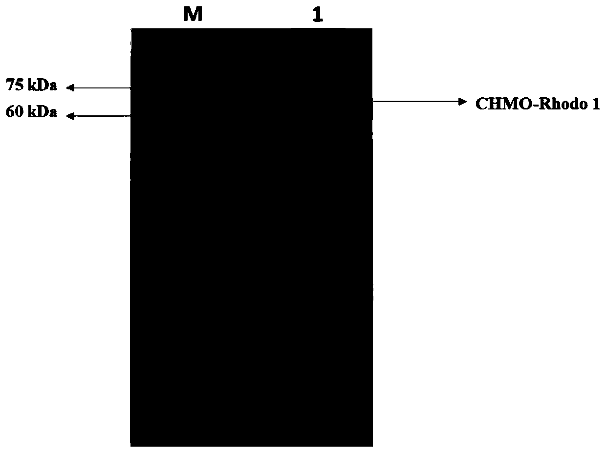 Synthesis method of enzyme-catalyzed (1S, 5R)-bicyclolactone