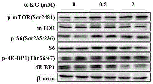 Application of alpha-oxoglutarate in respect of preparing pig feed additive