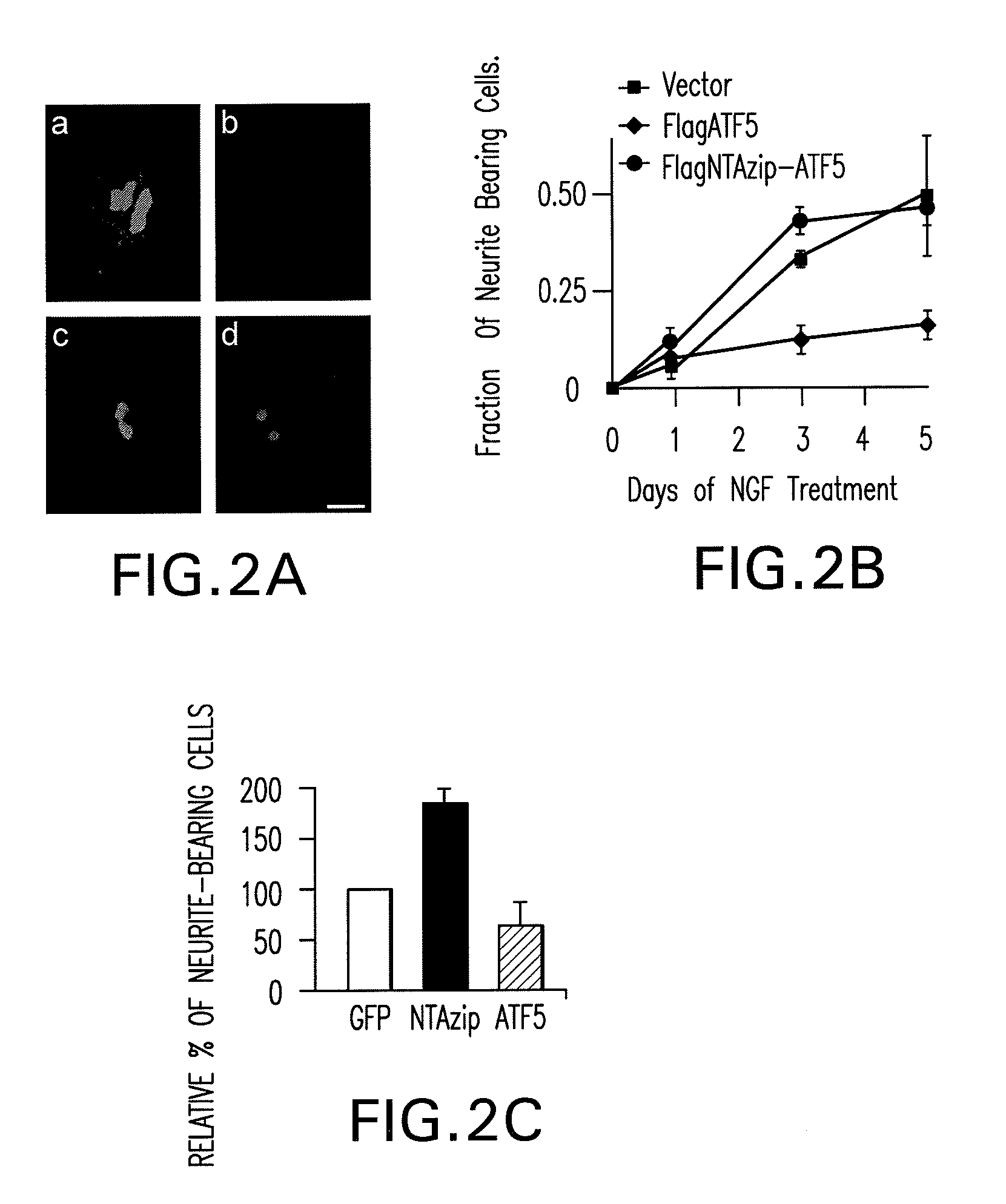 Methods For Regulating The Growth And/Or Survival Of Tumor Cells And Stem Cells By Modulating The Expression Or Function Of The Transcription Factor ATF5