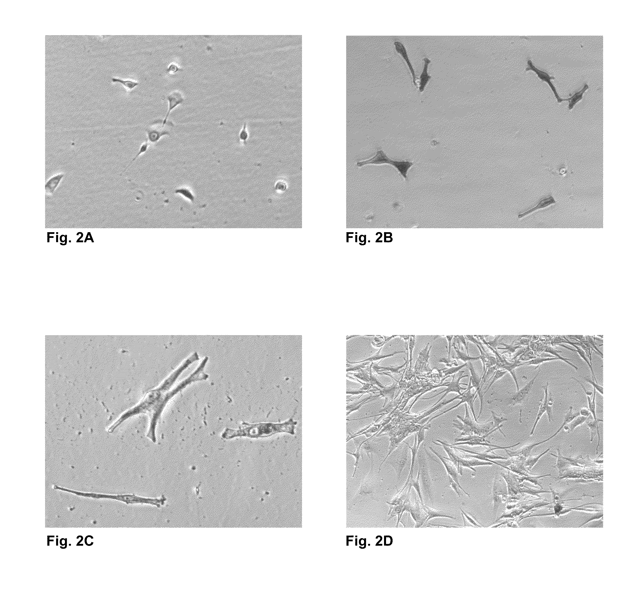 Cell Compositions and Methods for Hair Follicle Generation