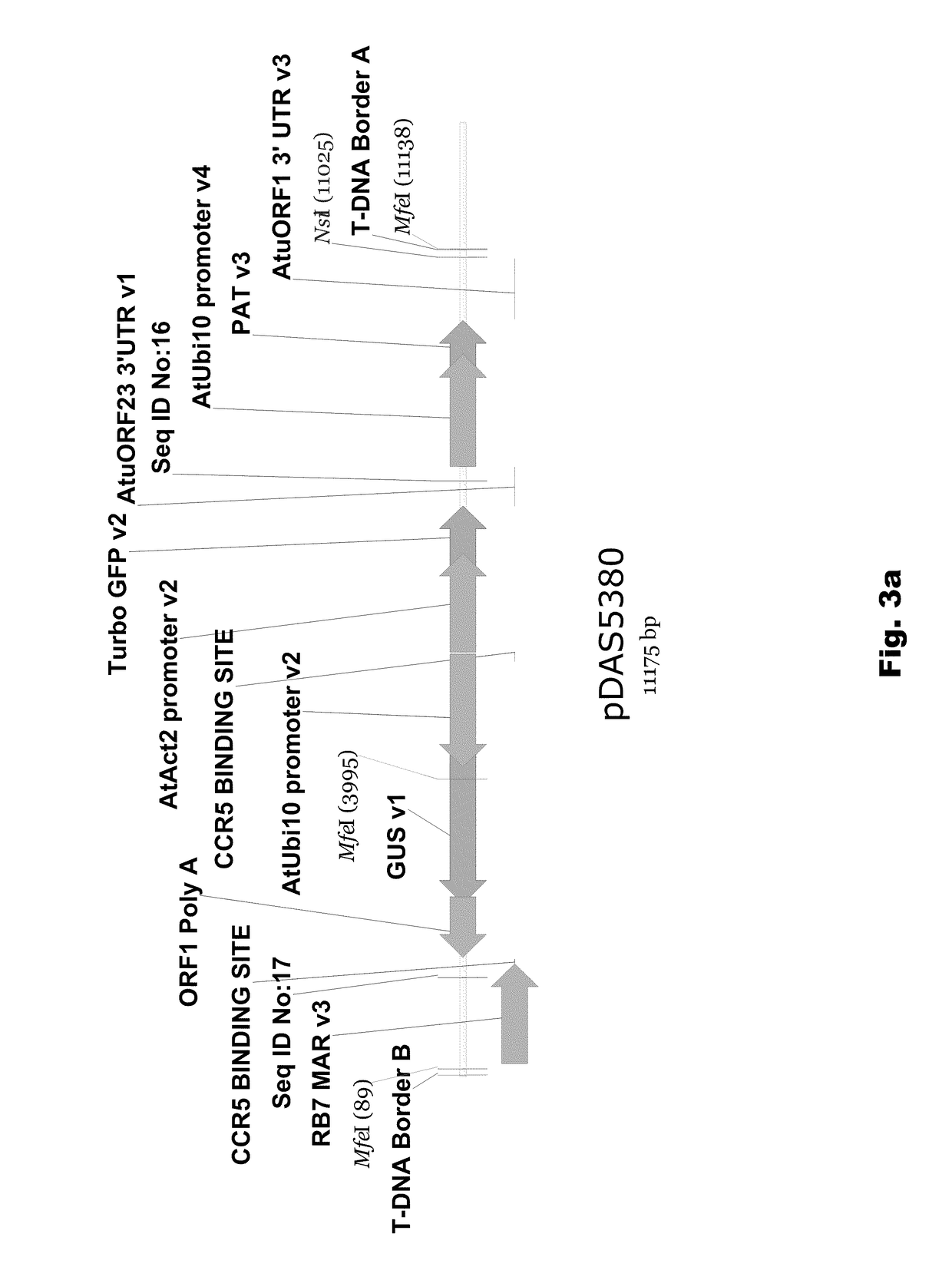 Excision of transgenes in genetically modified organisms