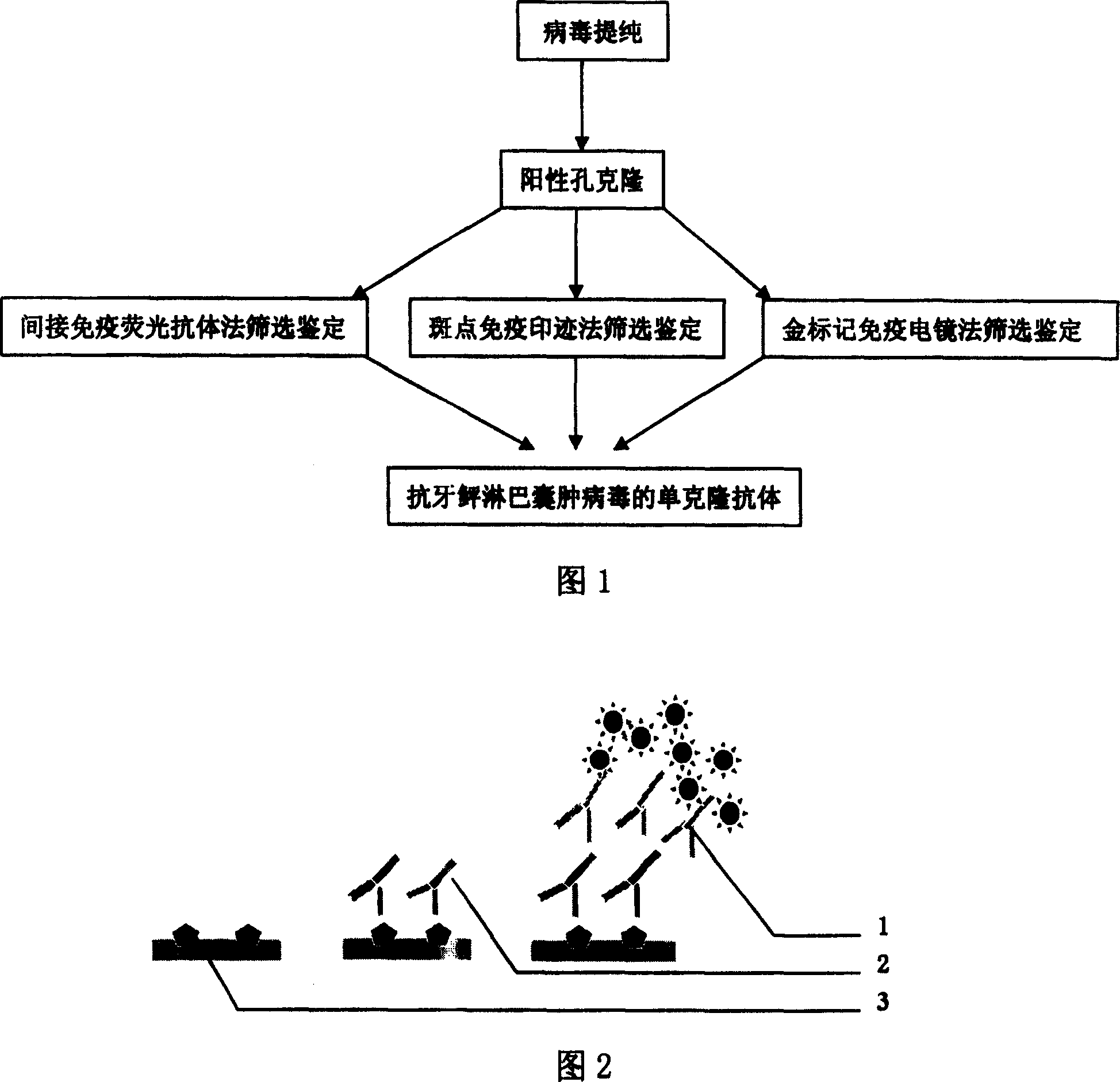 Monoclonal antibody of anti lymphocyst virus of and preparation method