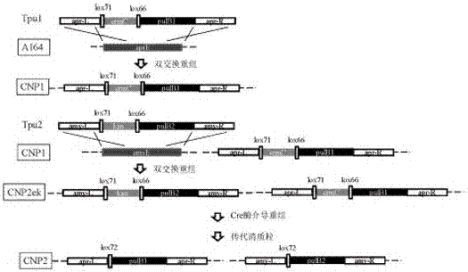 Construction method of recombinant bacillus subtilis of high-yield pullulanase