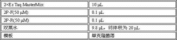 Construction method of recombinant bacillus subtilis of high-yield pullulanase