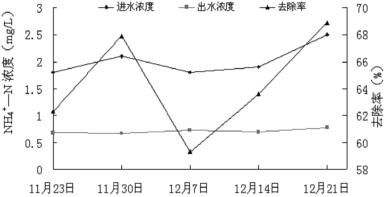 Application of polygonum capitatum in purifying livestock breeding biogas slurry