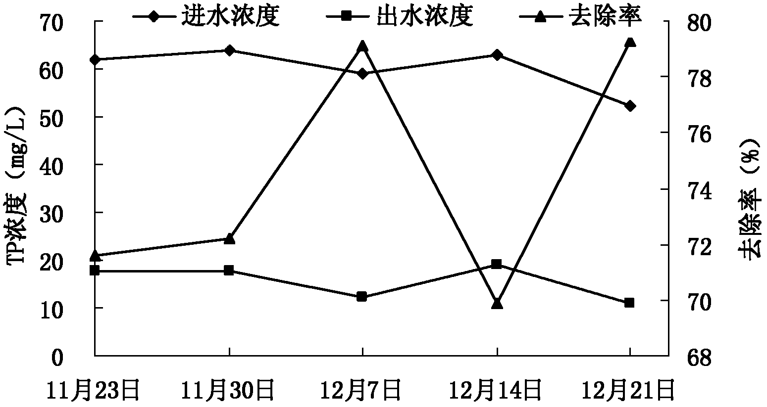 Application of polygonum capitatum in purifying livestock breeding biogas slurry