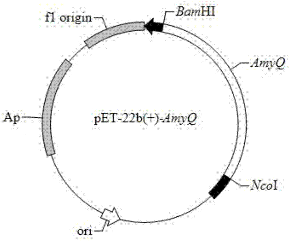 Higher-heat-stability amylase mutant, and preparation method and application thereof