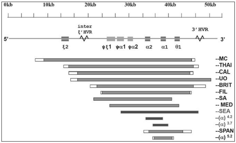 Deletion-type alpha-thalassemia detection kit based on Taqman probe and detection method of deletion-type alpha-thalassemia detection kit