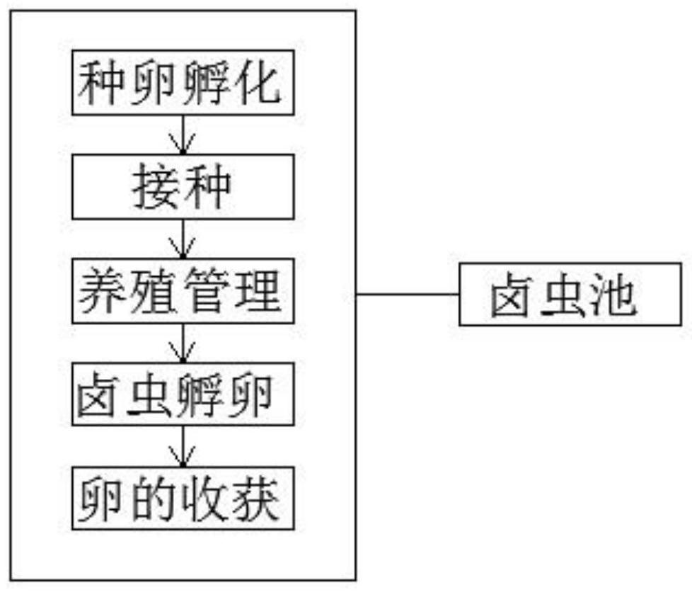 Process for culturing artemia by using seawater desalination strong brine