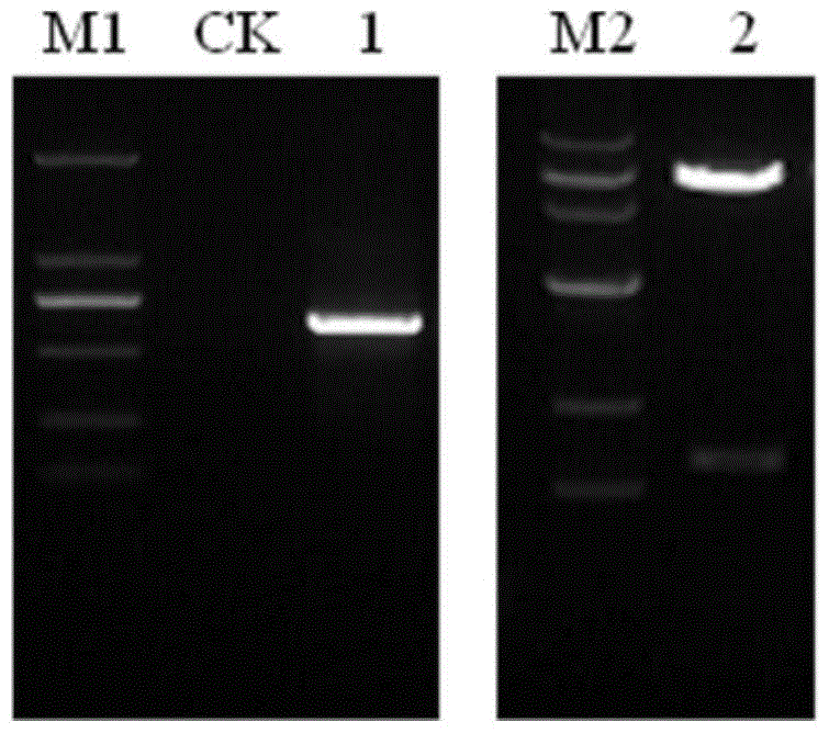 OsZFP gene and application of OsZFP gene protein to rice lateral root growth and development regulation and control