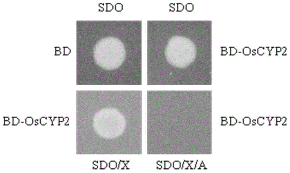 OsZFP gene and application of OsZFP gene protein to rice lateral root growth and development regulation and control