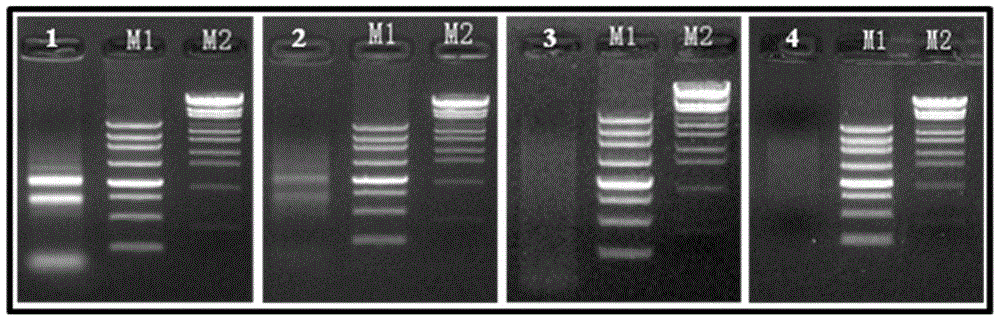 OsZFP gene and application of OsZFP gene protein to rice lateral root growth and development regulation and control