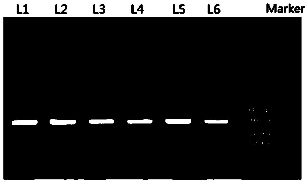 Lactobacillus salivarius and pharmaceutical application thereof