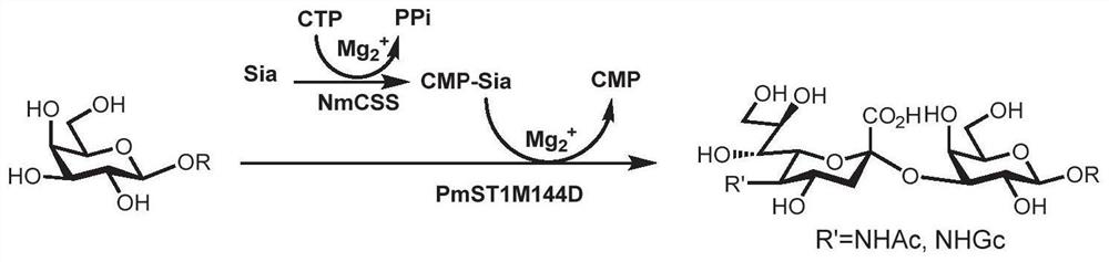 Enzymatic modules and Sda carbohydrate antigen synthesis method