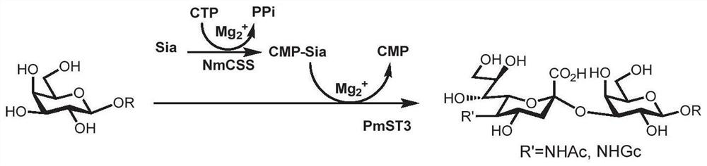 Enzymatic modules and Sda carbohydrate antigen synthesis method