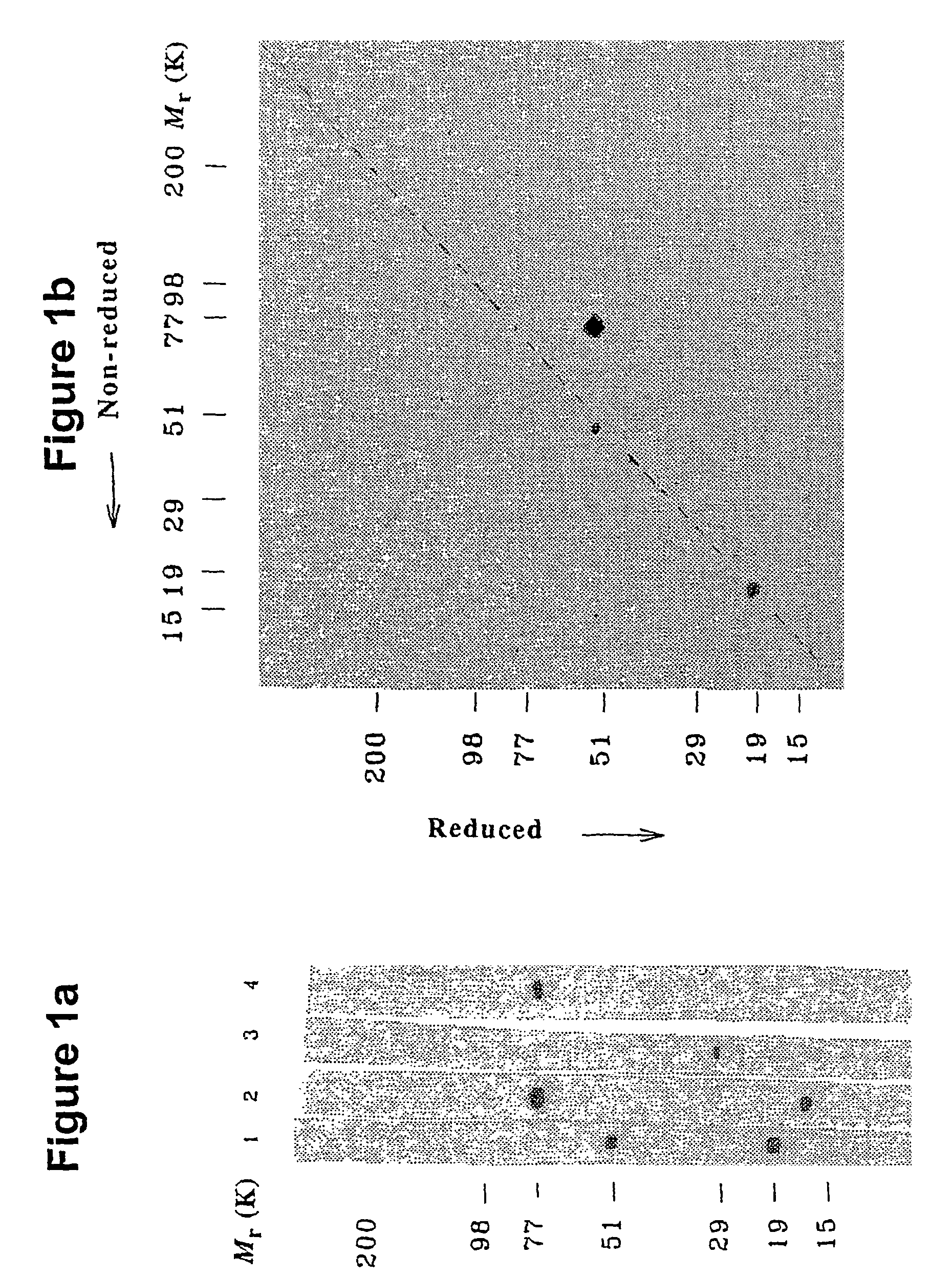 Masp-2, a complement-fixing enzyme, and uses for it