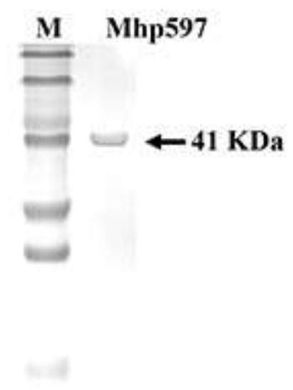 mhp non-specific nuclease and its coding gene and application