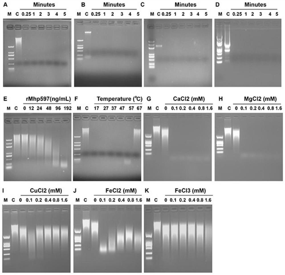 mhp non-specific nuclease and its coding gene and application