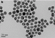 Nanogold colorimetric method for detecting mercury ions