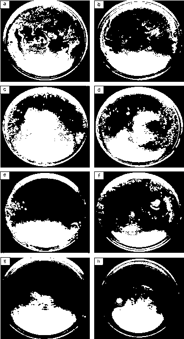 Preparation method for dodecyl trimethyl ammonium bromide (DTAB) antibacterial solid paraffin