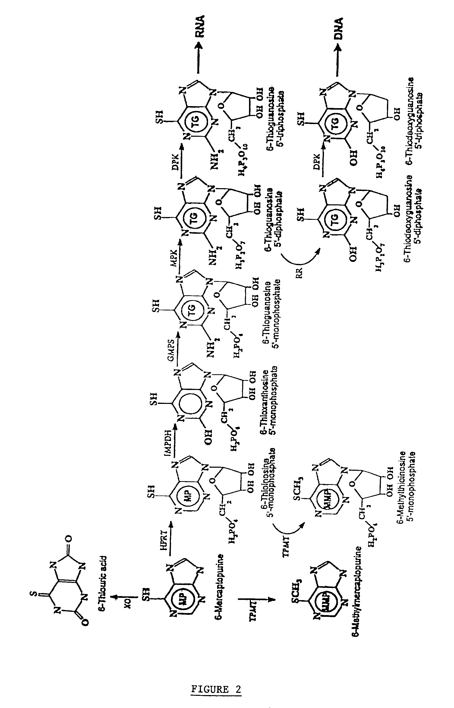 Methods of optimizing drug therapeutic efficacy for treatment of immune-mediated gastrointestinal disorders