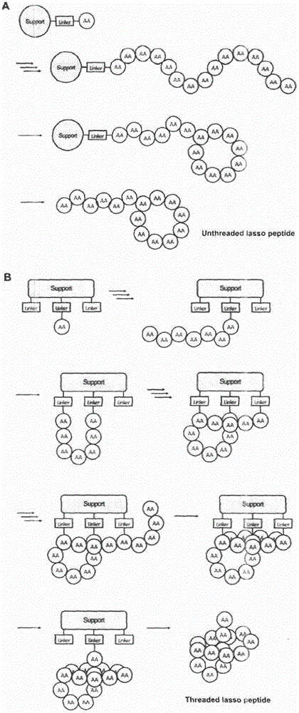 Complete chemical synthesis for lasso polypeptide