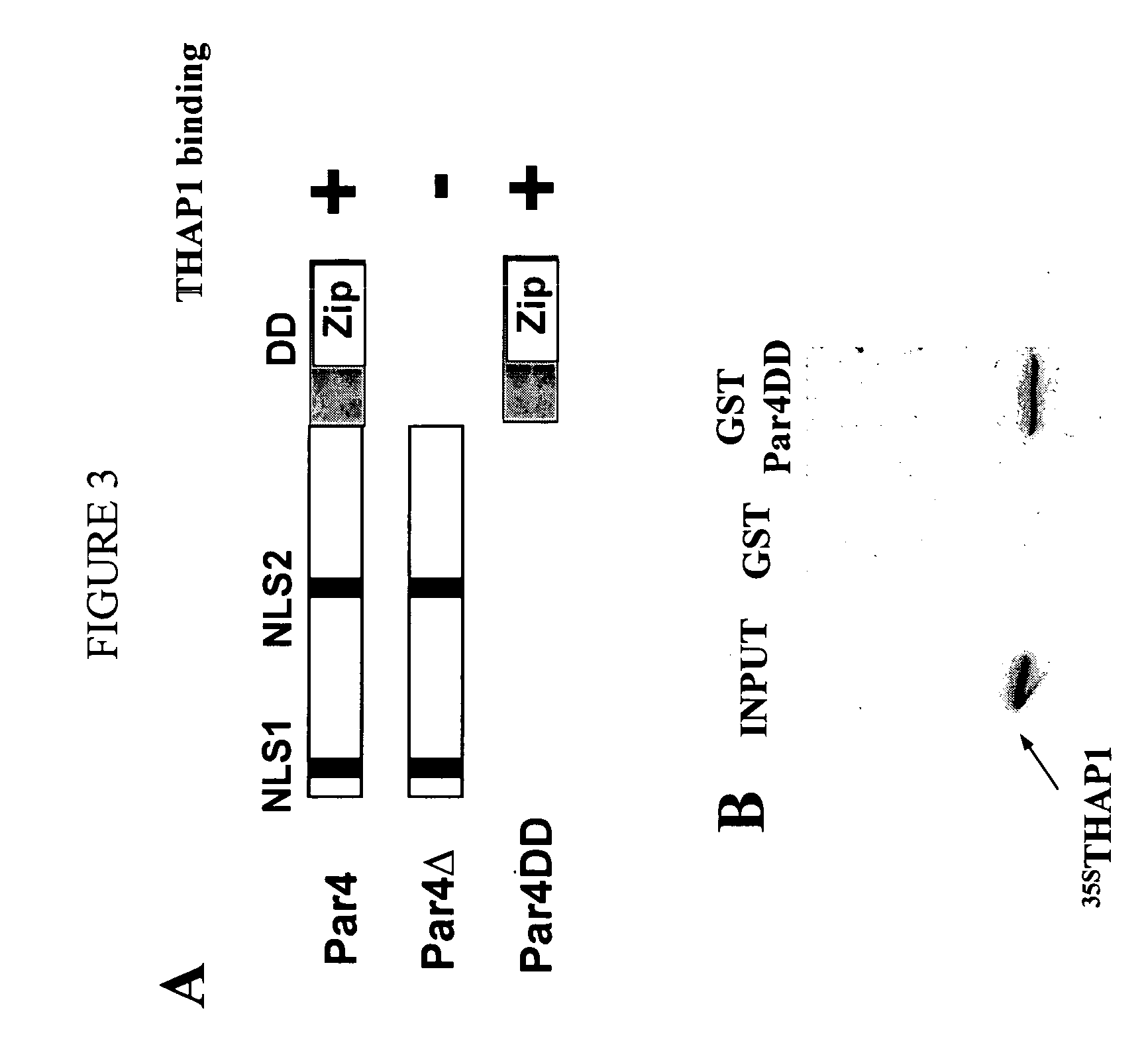 Activity of THAP-family chemokine-binding domains