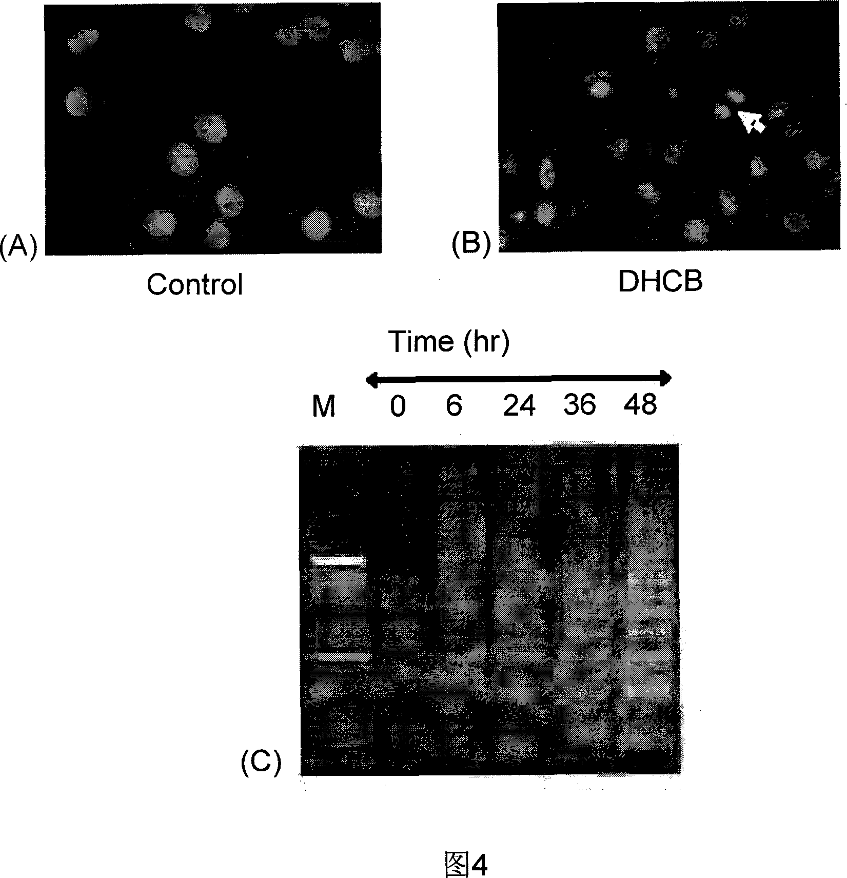 Method of preparing 23,24-dihydrocucurbitacin B and use of the same in medicament for treating tumour